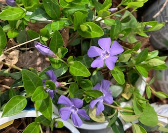 Vinca minor - Blue-flowered Periwinkle