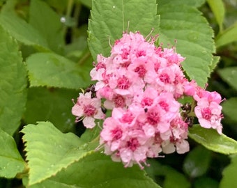 Spiraea 'JNSelect A' - Pink Fritsch Spirea