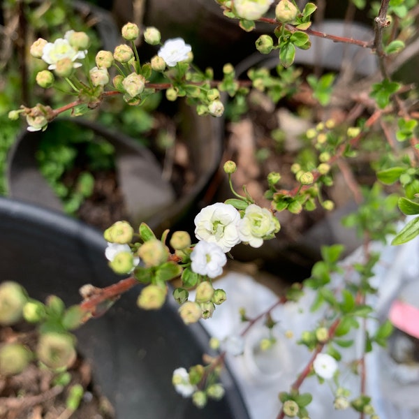 Spiraea prunifolia 'Plena' - True Bridal Wreath Spirea