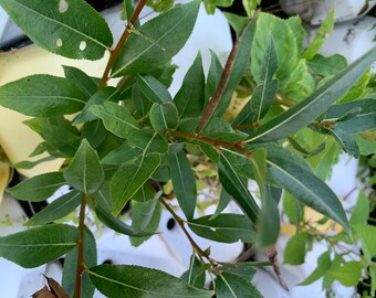 Salix 'Silver Lake' - Laurel Willow