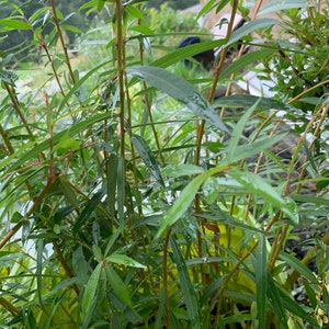 Salix alba 'Tristis' Golden Weeping Willow image 2