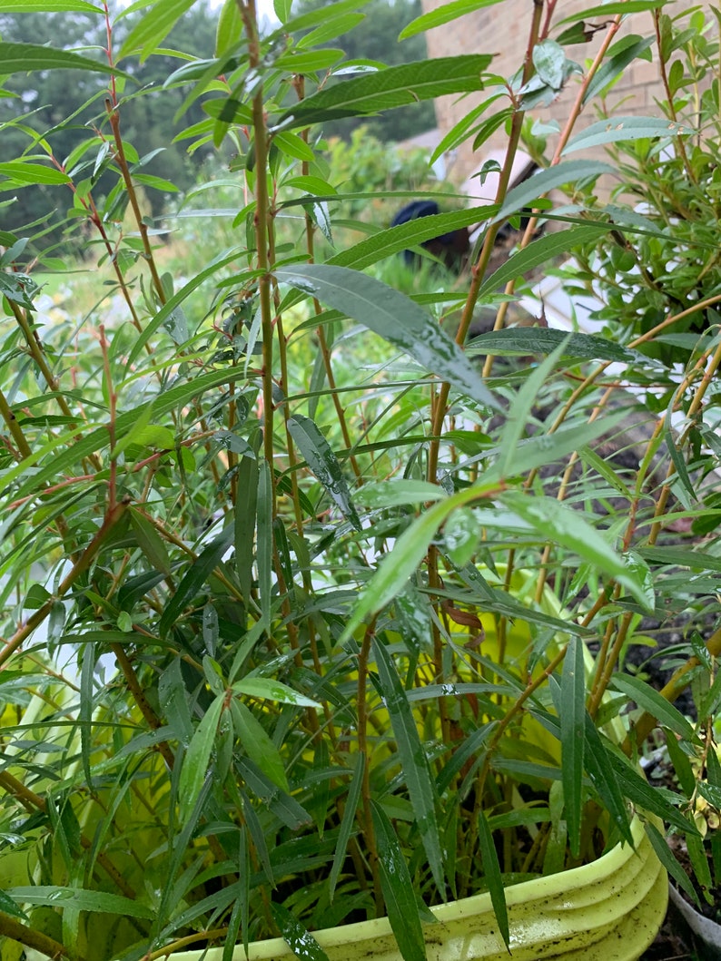 Salix alba 'Tristis' Golden Weeping Willow image 2