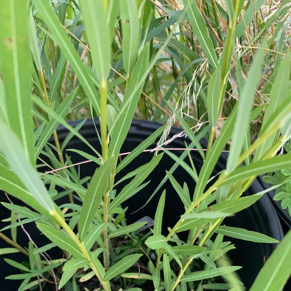 Salix gilgiana - Winter Willow