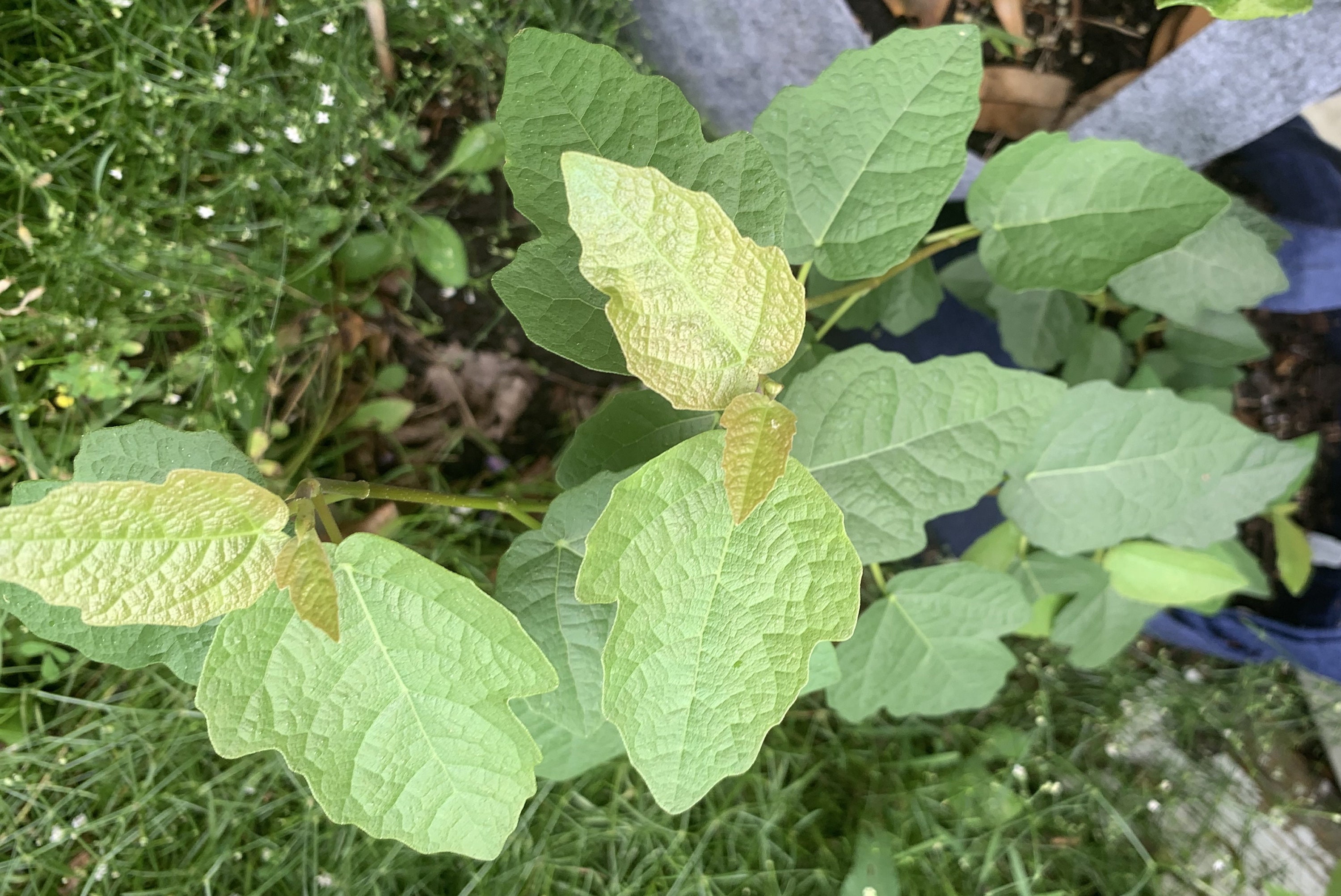 Ficus x 'Fred Boutin' - Jumbo Creeping Fig