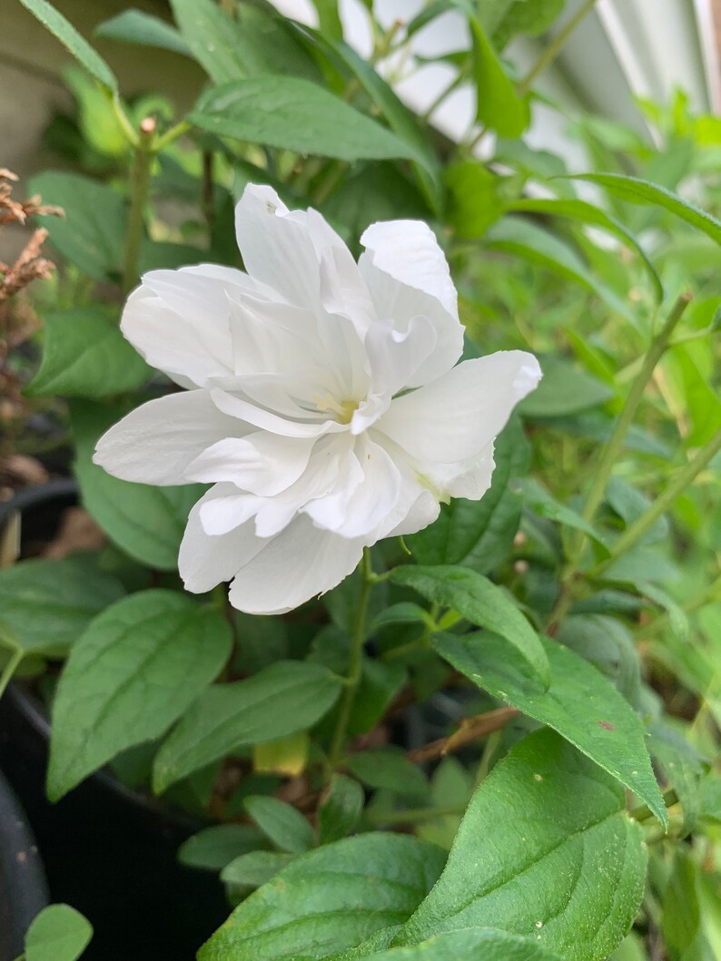 Philadelphus 'snow Dwarf' Dwarf Double Mock Orange Etsy