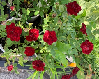 Rosa 'Red Cascade' - Miniature Red Climbing Rose