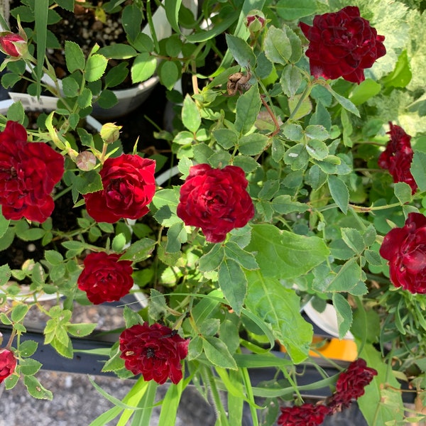 Rosa 'Red Cascade' - Miniature Red Climbing Rose