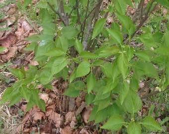 Syringa 'Sarah Sands' - Deep Purple Classic Lilac