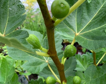 Ficus carica 'Peter's Honey' - Late Honey Fig