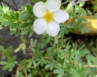 Potentilla 'McKay's White' - Shrubby Cinquefoil