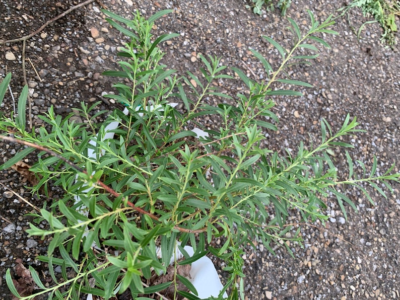 Salix babylonica 'Yatsubusa' Dwarf Weeping Willow image 3