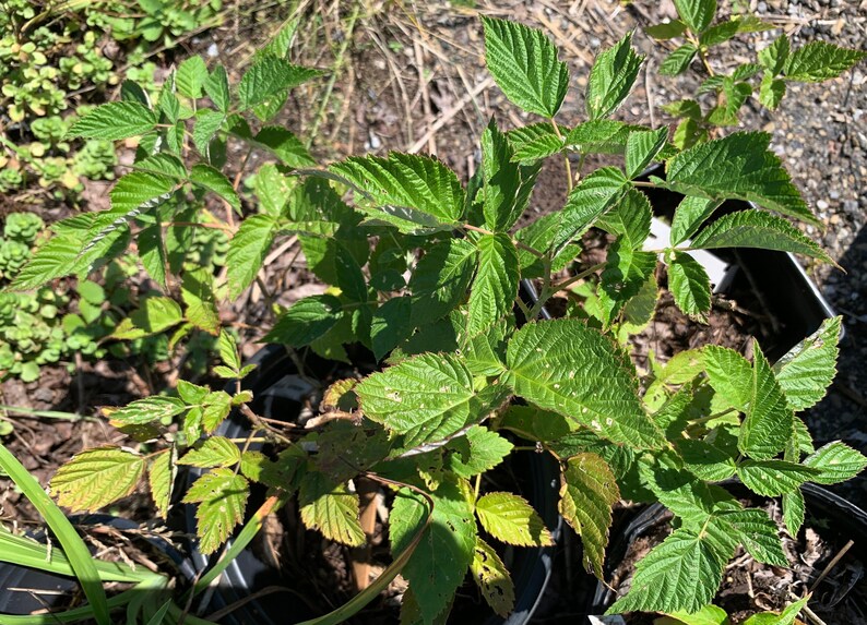 Rubus idaeus 'Prelude' Everbearing Red Raspberry image 2