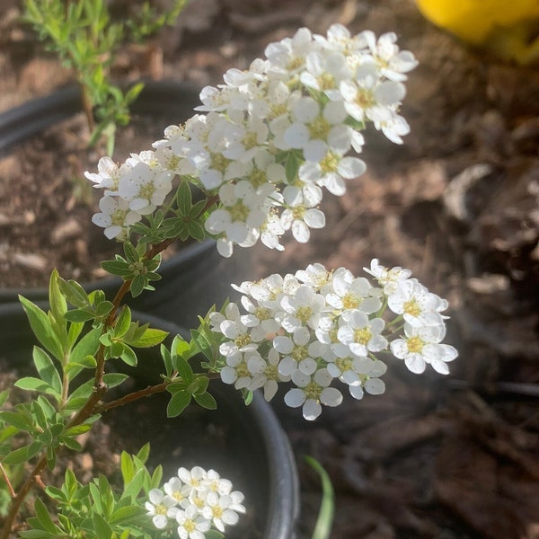 Spiraea 'Grefscheim' - Garland Spirea