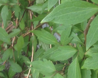 Clematis montana 'Grandiflora' - White Dogwood Spring Clematis