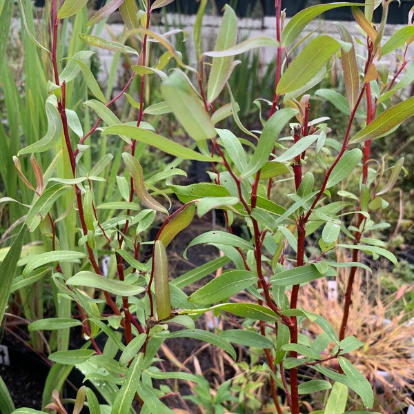 Salix 'Erythroflexuosa' - Scarlet Curly Willow