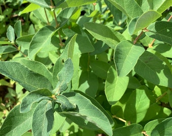 Lonicera caerulea 'Borealis' - Midseason Honeyberry