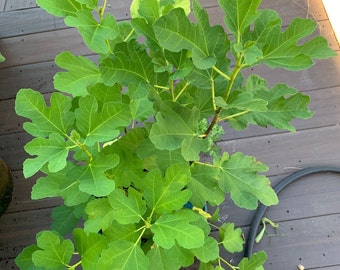 Ficus carica 'Kadota' - Early Honey Fig