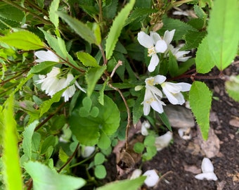 Deutzia gracilis 'Nikko' - Dwarf Slender Deutzia