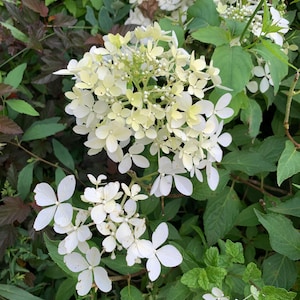 Puede incluir: Un grupo de flores de hortensias blancas con hojas verdes en el fondo.