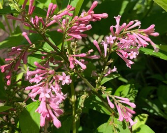 Syringa 'James Macfarlane' - Late-flowering Pink Lilac