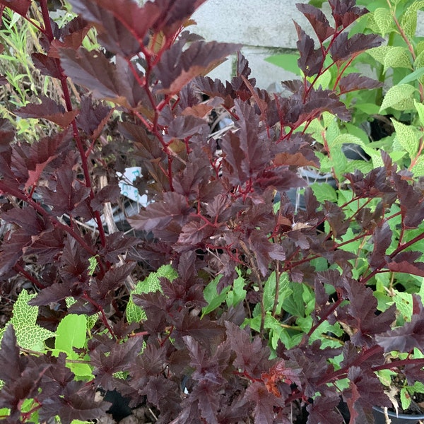 Physocarpus 'Royalty' - Purple Ninebark