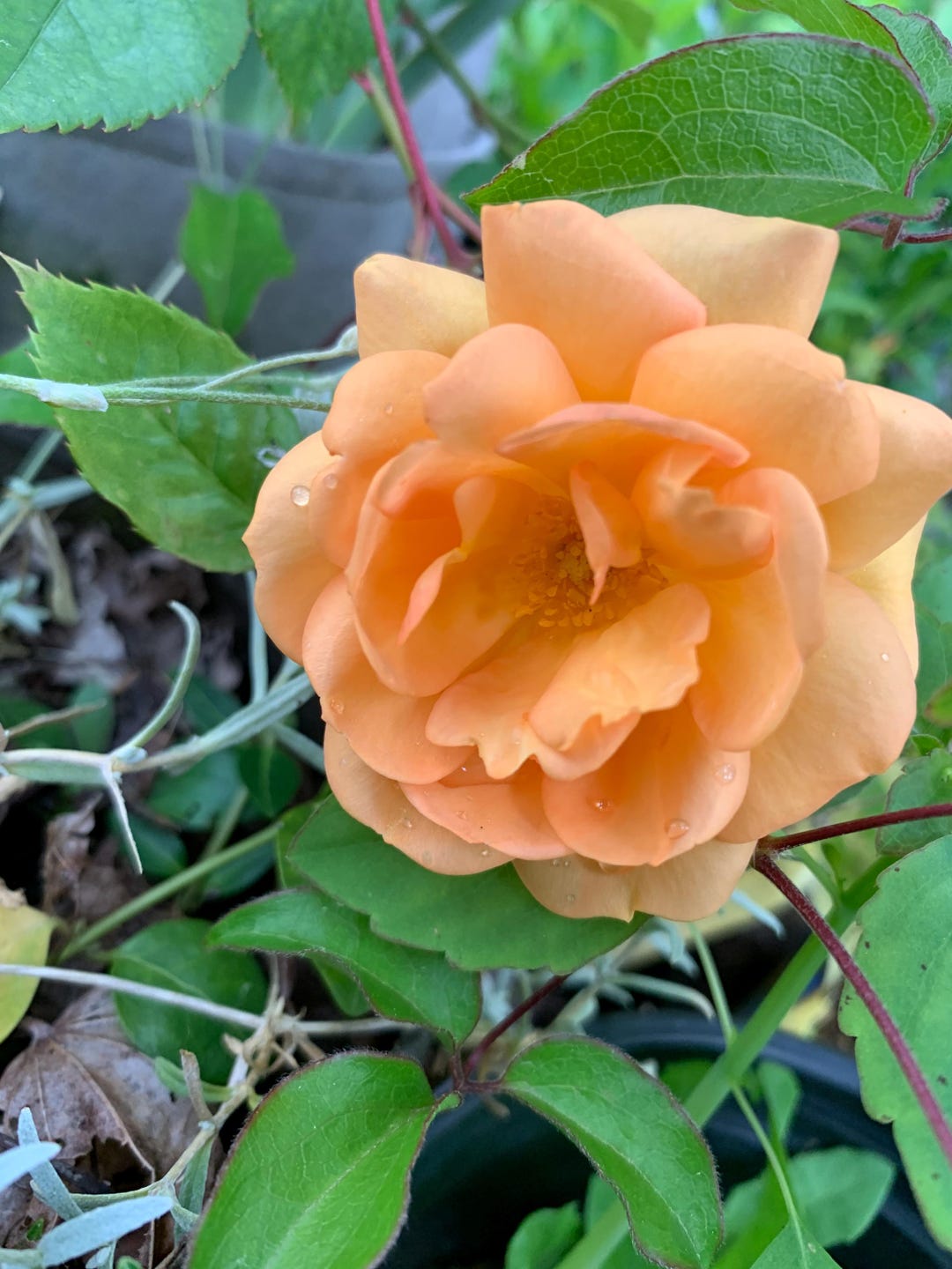 Rosa 'south Africa' - Golden Low Shrub Rose - Etsy