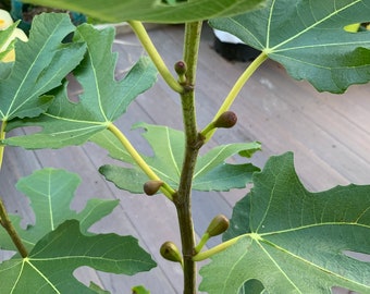 May include: Close-up of a fig tree branch with large, green, lobed leaves and small, developing figs. The branch is brown with small buds. The background is a wooden deck.
