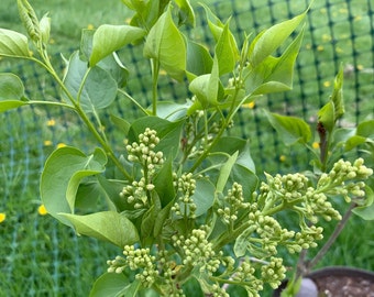 Syringa 'Betsy Ross' - Early White Lilac