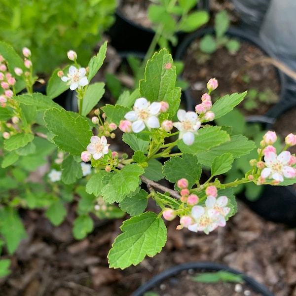 Physocarpus 'Nanus' - Dwarf Green Ninebark