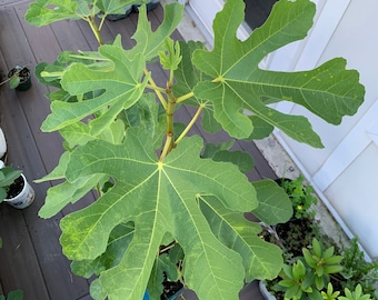 Ficus carica 'LSU Gold' - Early Honey Fig