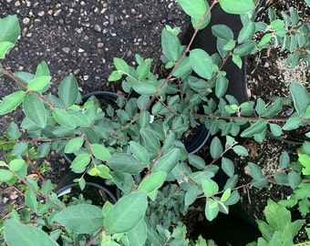 Cotoneaster integerrima 'Centennial' - European Hedge Cotoneaster