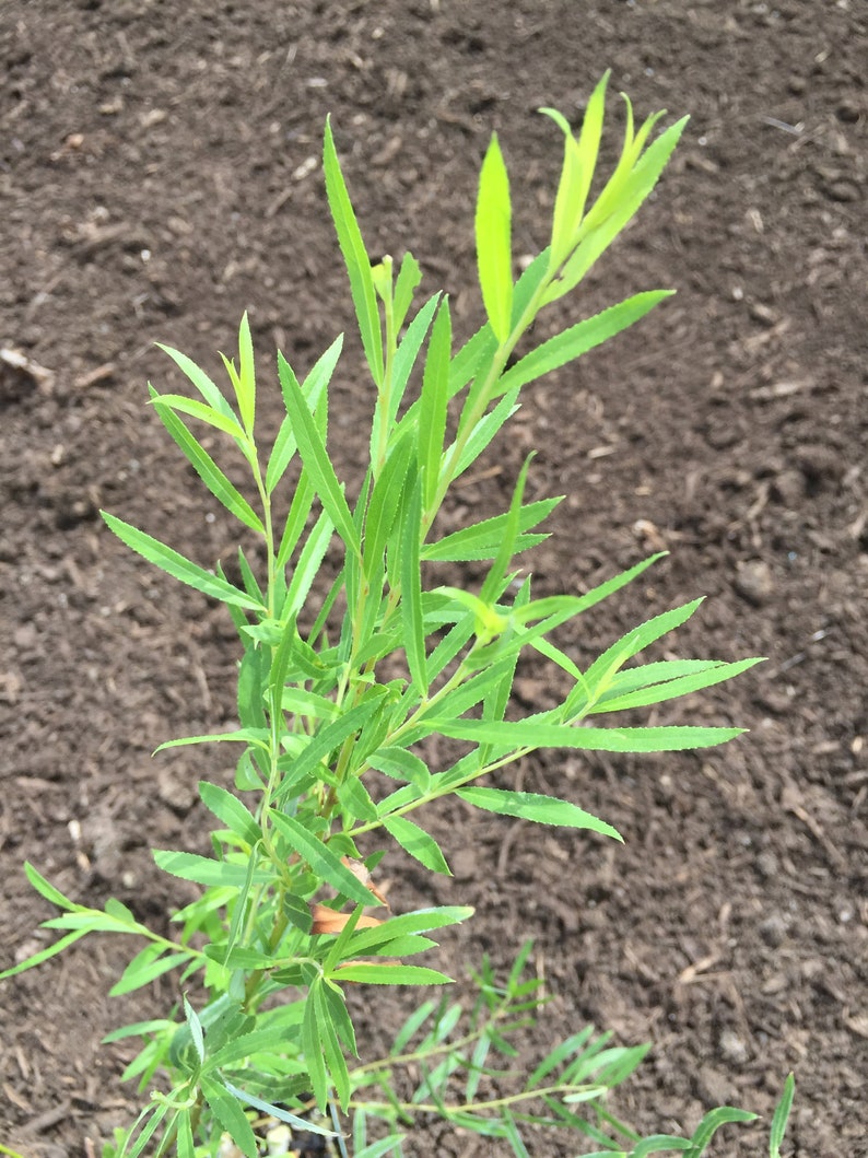 Salix babylonica 'Yatsubusa' Dwarf Weeping Willow image 2