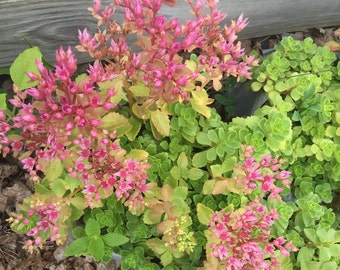 Sedum spurium 'Summer Glory' - Stonecrop