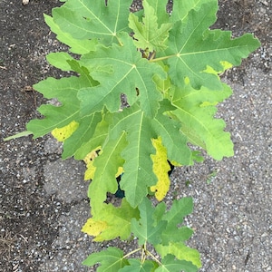 May include: A young fig plant with deeply lobed, palmate green leaves. Several of the lower leaves exhibit yellow discoloration and spotting. The plant has a central stem with branches extending outward, displaying a mix of vibrant green and yellow foliage.