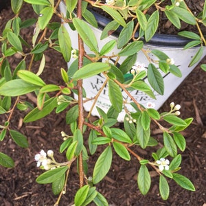 Cotoneaster salicifolius 'Repens' Willowleaf Cotoneaster image 2