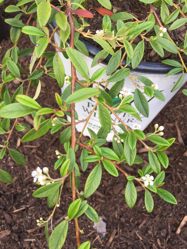 Cotoneaster salicifolius 'Repens' Willowleaf Cotoneaster image 2