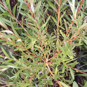 Salix alba 'Tristis' Golden Weeping Willow image 1