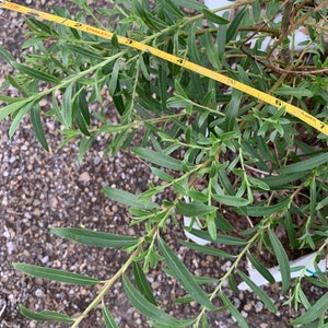 Salix babylonica 'Yatsubusa' Dwarf Weeping Willow image 5