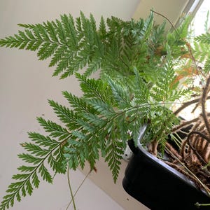 Davallia &#39;Black&#39; - Rabbit&#39;s Foot Fern