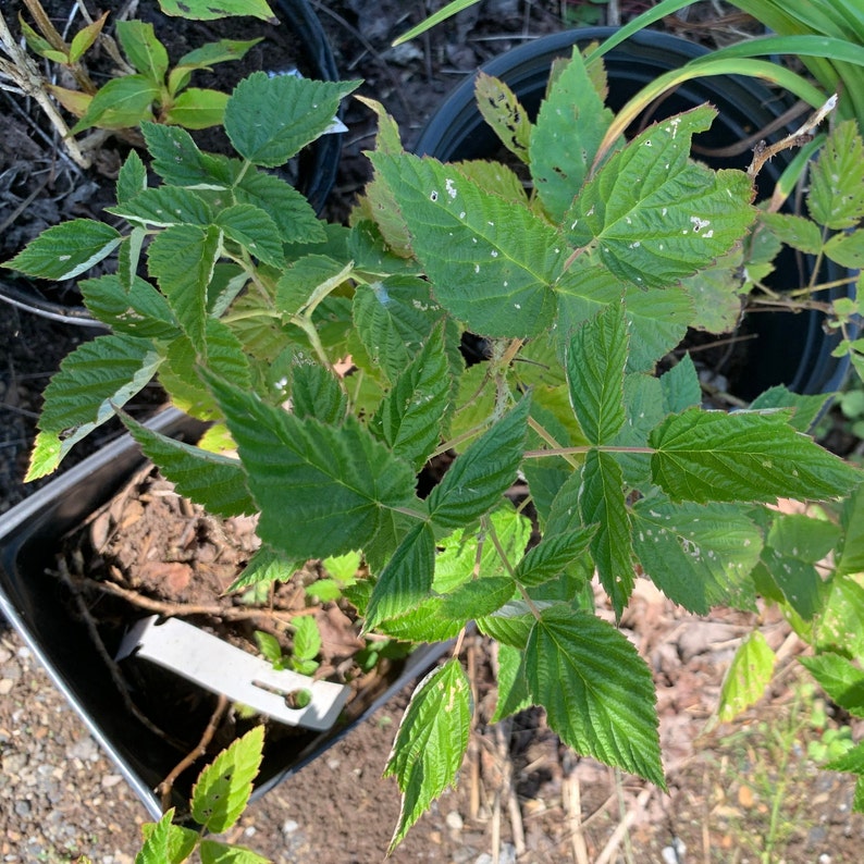 Rubus idaeus 'Prelude' Everbearing Red Raspberry image 1