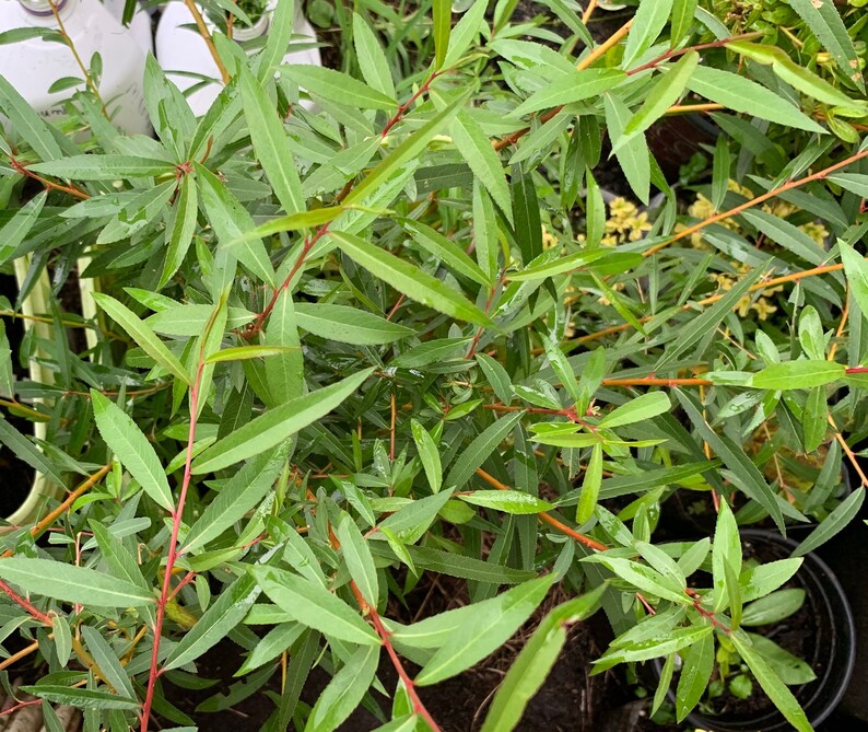 Salix alba 'Tristis' Golden Weeping Willow image 3