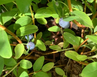 Lonicera caerulea 'Chitose #11' Pagoda - Late Honeyberry