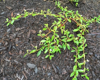 Cotoneaster salicifolius 'Repens' - Willowleaf Cotoneaster