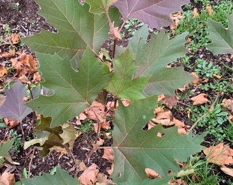 Platanus 'Morton Circle' - Hybrid London Planetree