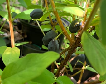 Lonicera caerulea '6-2' Mist - Mid-Late Honeyberry