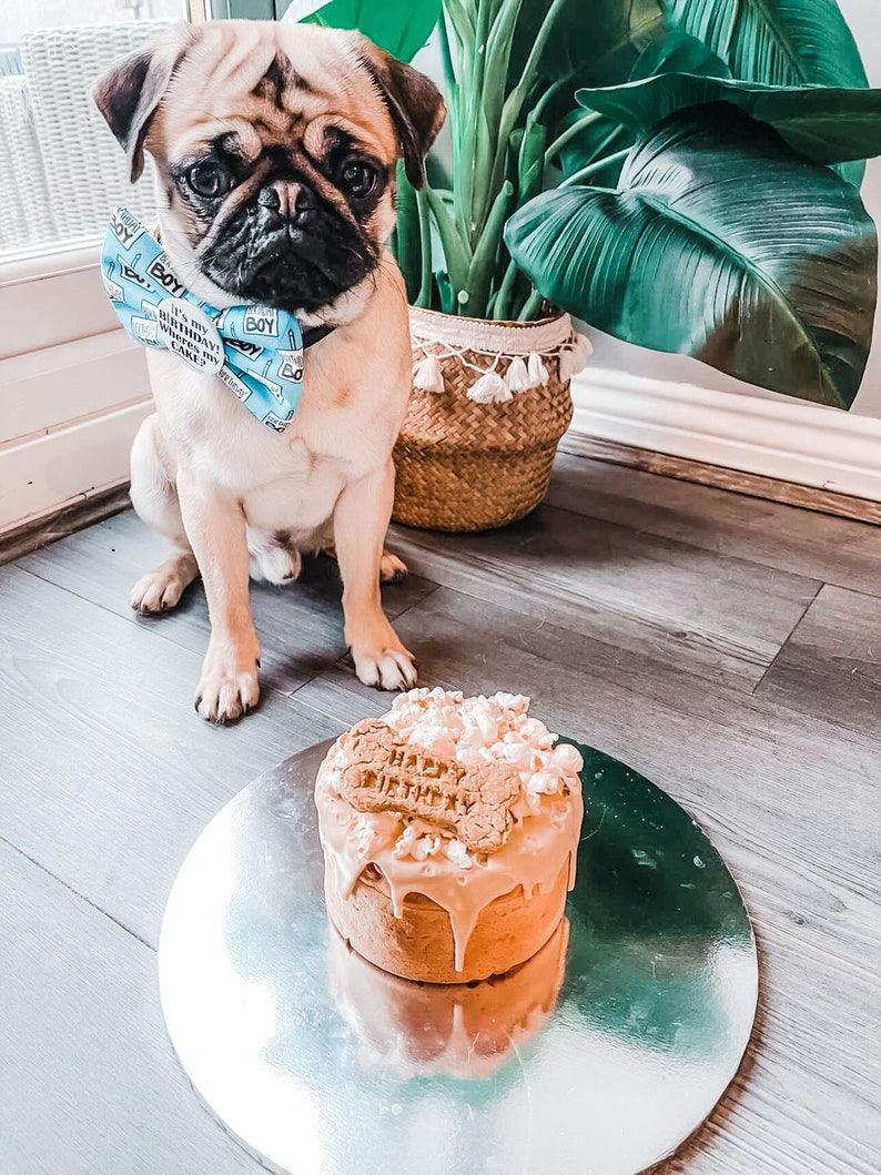 Dog Birthday Cake popcorn image 5