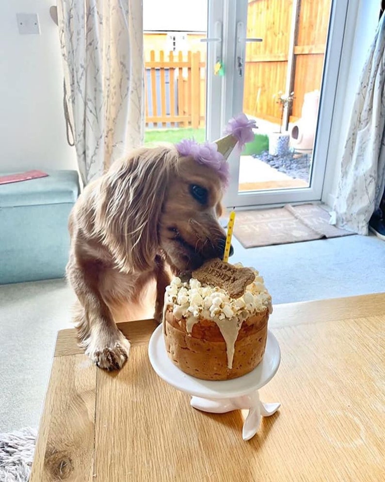 Dog Birthday Cake popcorn image 7