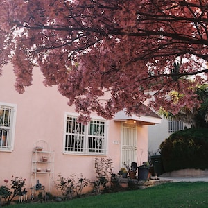 May include: A pink house with white trim and windows. The house has a white door with a security gate. A pink flowering tree is in front of the house. The house number is 1923.