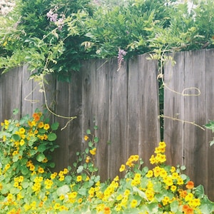 May include: A wooden fence with a vine growing up it. The fence is painted a light gray color. There are yellow flowers growing in front of the fence.