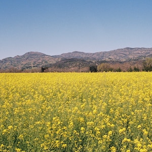 Mustard Fields in Napa; 35 mm Film Print